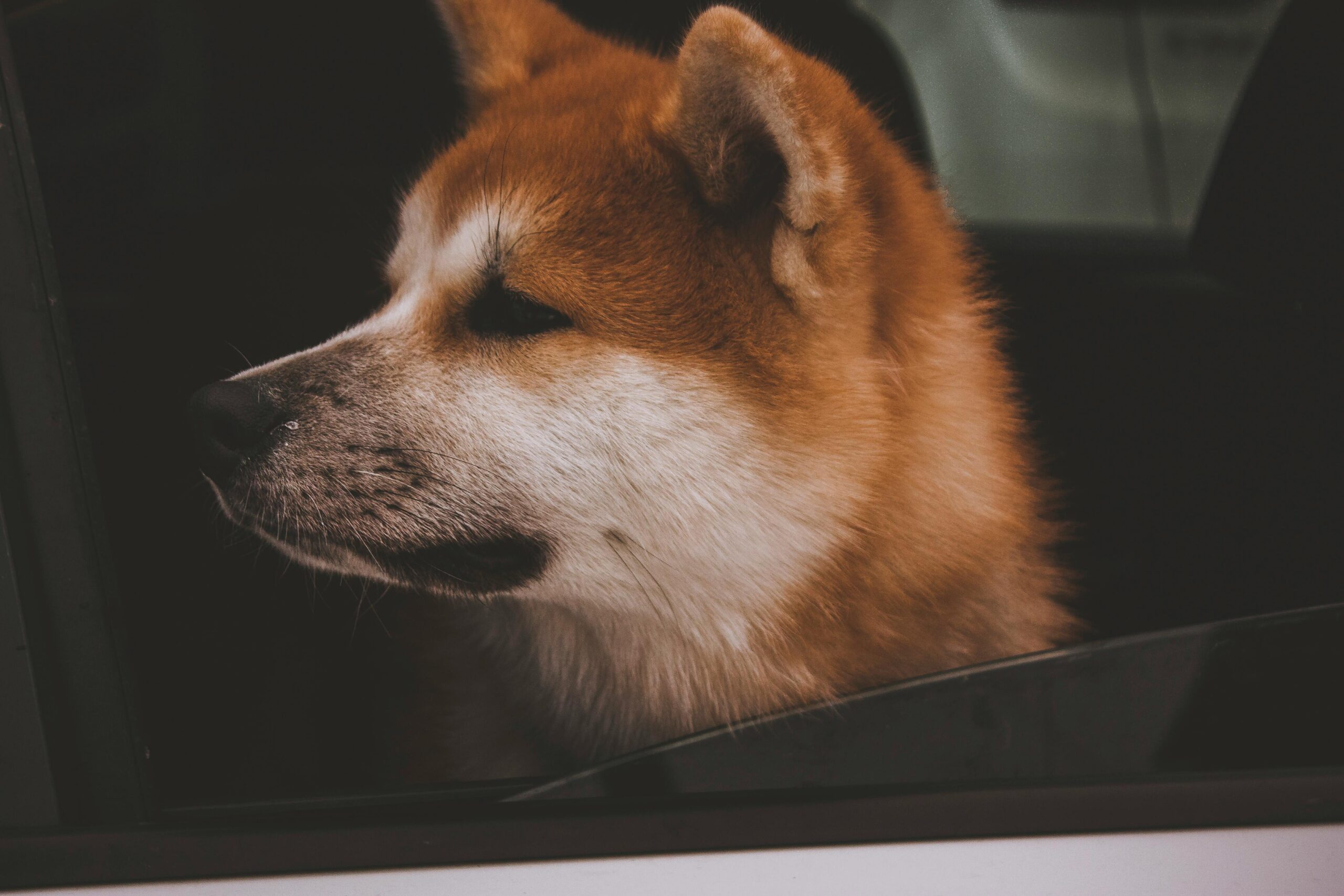 İhya Rüya Tabirleri